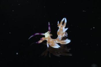 Media type: image;   Malacology 393738 Description: live specimen;